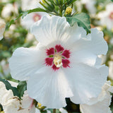 Hibiscus Red Heart, 20-30 cm inaltime, in ghiveci de 1.5L