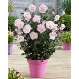 Hibiscus roz-pal Lavanda Chiffon - VERDENA-40-50 cm inaltime, livrat in ghiveci de 4 l