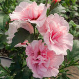 Hibiscus roz-pal Lavanda Chiffon - VERDENA-40-50 cm inaltime, livrat in ghiveci de 4 l