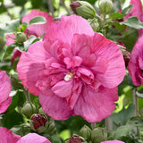 Hibiscus roz-purpuriu Duc de Brabant - VERDENA-40 cm inaltime, livrat in ghiveci de 3 l