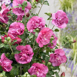 Hibiscus roz-purpuriu Duc de Brabant - VERDENA-40 cm inaltime, livrat in ghiveci de 3 l