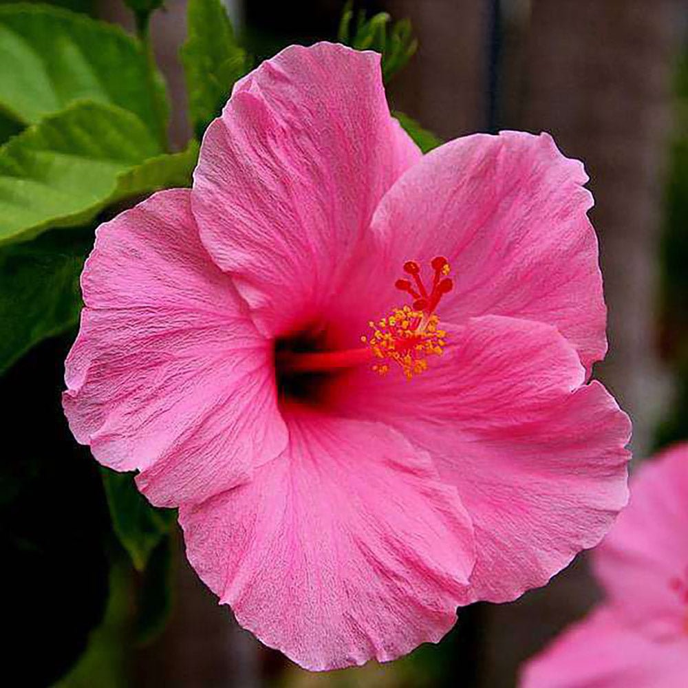 Hibiscus Roz Syriacus - Tip Copac - VERDENA-Tulpina 90 cm inaltime, livrat in ghiveci de 10 l