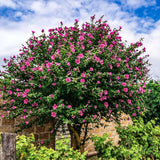 Hibiscus Roz Syriacus - Tip Copac - VERDENA-Tulpina 90 cm inaltime, livrat in ghiveci de 10 l