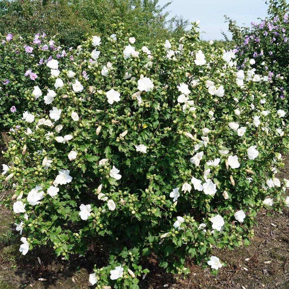 Hibiscus Totus Alba, 20-30 cm inaltime, in ghiveci de 1.5L