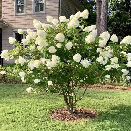 Hortensia Alba Silver Dollar - Tip Copac - VERDENA-150 cm inaltime, livrat in ghiveci de 11 l