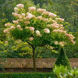 Hortensia altoita Vanille Fraise - VERDENA-Tulpina de 50 cm inaltime livrat in ghiveci de 7.5 L