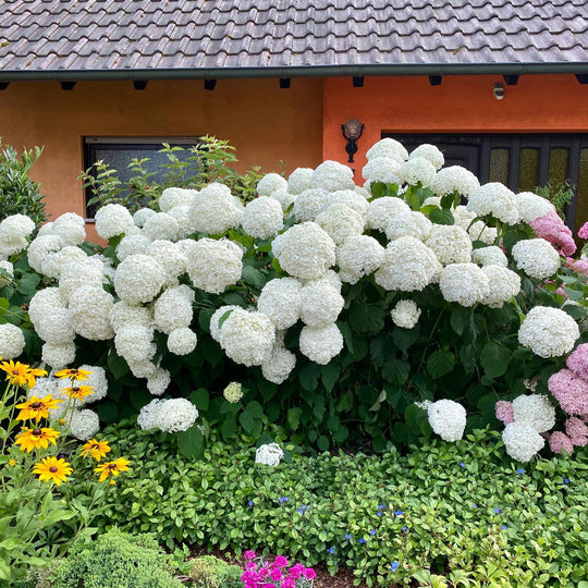 Hortensia Annabelle, 30-40 cm inaltime, in ghiveci de 5L