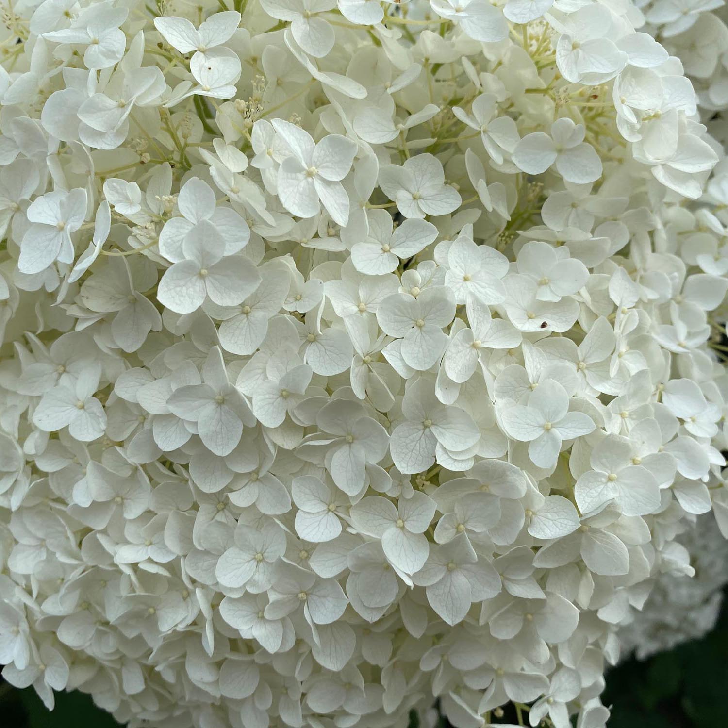 Hortensia Annabelle, 30-40 cm inaltime, in ghiveci de 5L