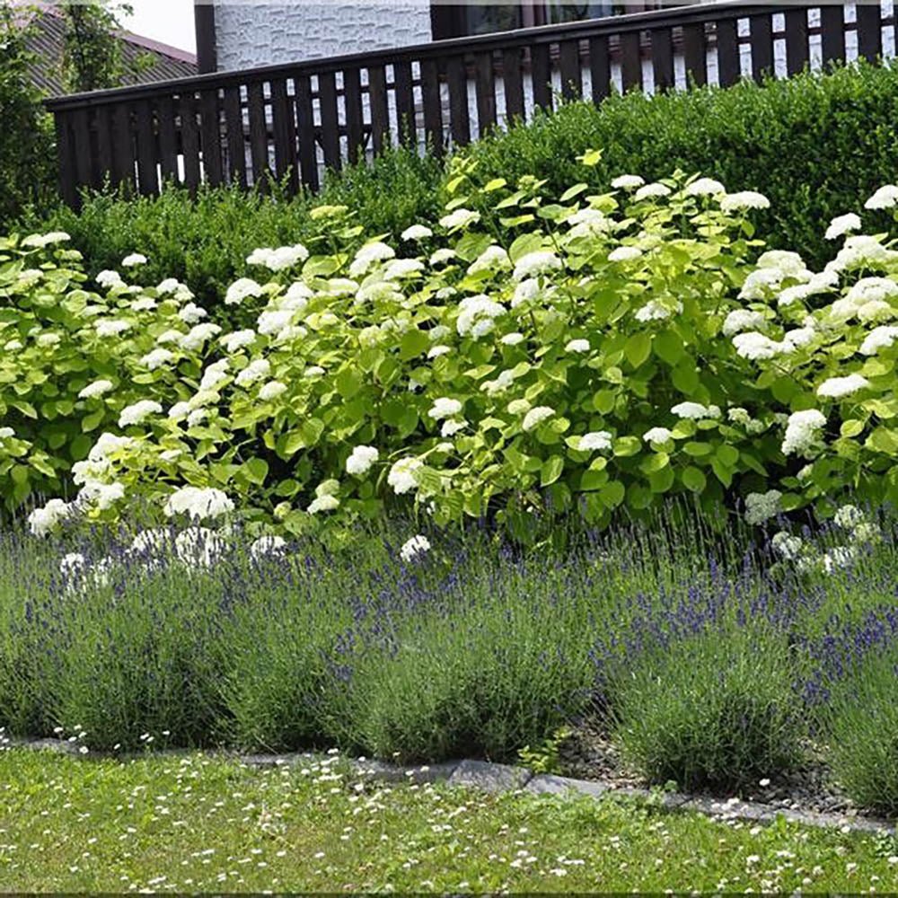 Hortensia Annabelle - VERDENA-40 cm cm inaltime livrat in ghiveci de 3 L