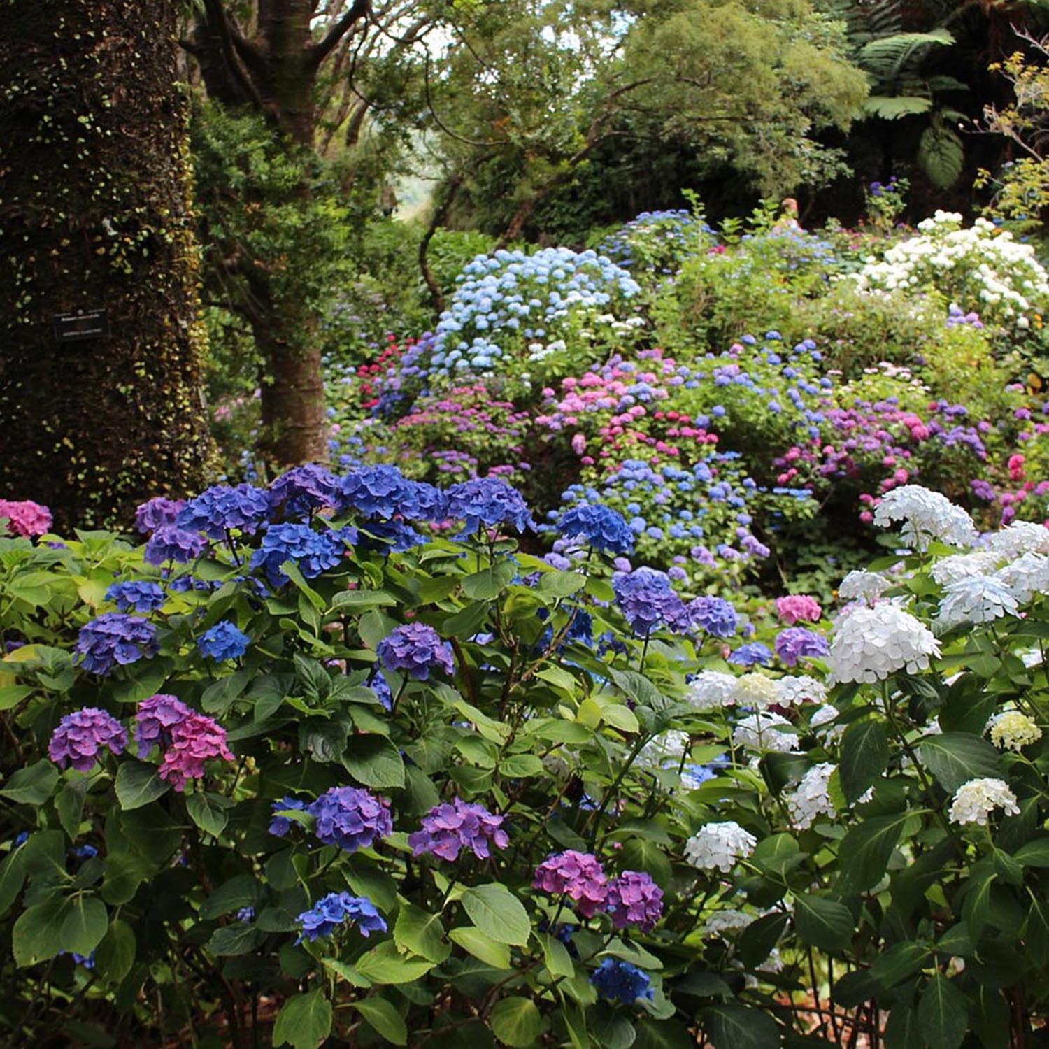 Hortensia Annabelle, 30-40 cm inaltime, in ghiveci de 5L
