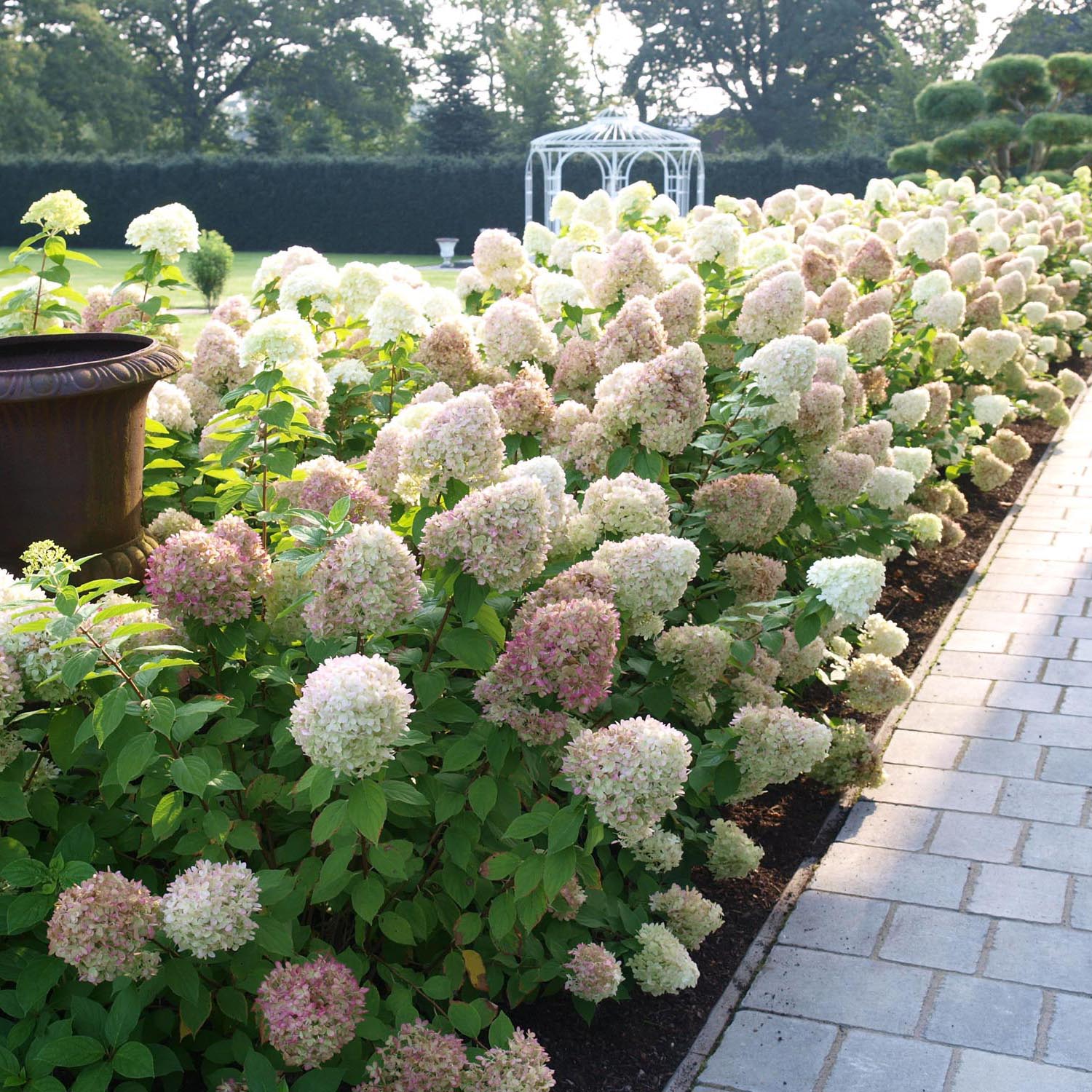 Hortensia Annabelle, 30-40 cm inaltime, in ghiveci de 5L