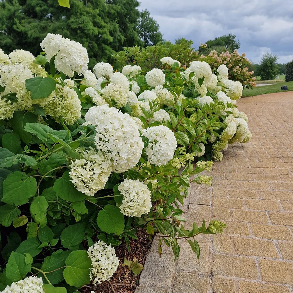 Hortensia Annabelle - VERDENA-40 cm cm inaltime livrat in ghiveci de 5 L
