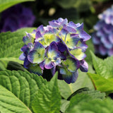 Hortensia Bloom Star albastru, livrat in ghiveci de 5L