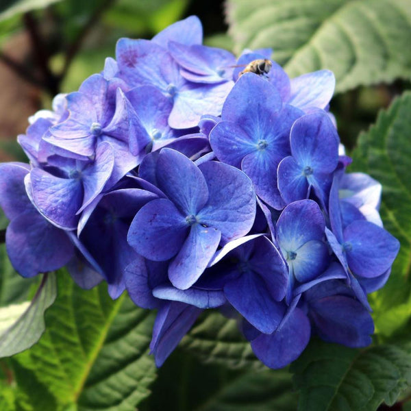 Hortensia Bloom Star albastru, livrat in ghiveci de 5L