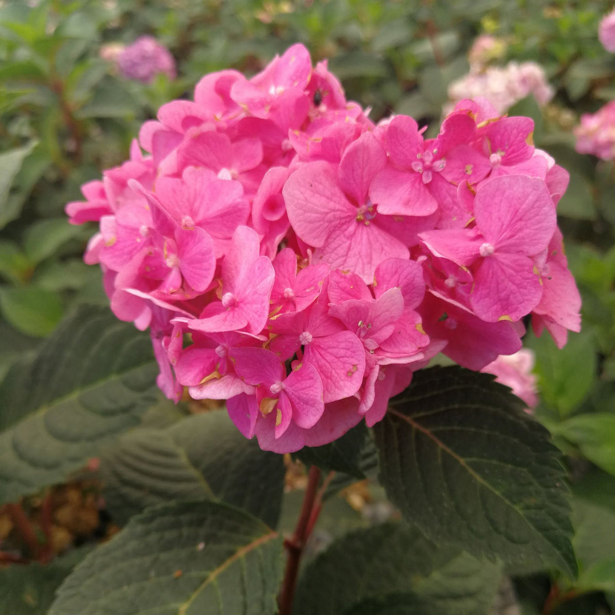 Hortensia Bloom Star roz, livrat in ghiveci de 5L
