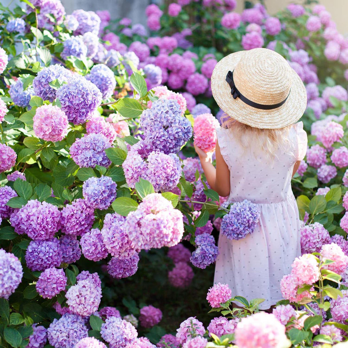 Hortensia de gradina Adria, cu flori albastre-violet - VERDENA-