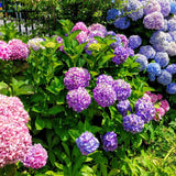 Hortensia de gradina Adria, cu flori albastre-violet - VERDENA-