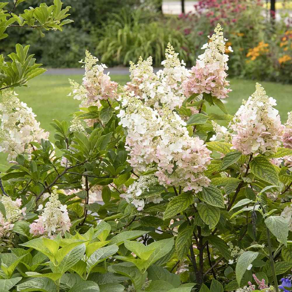Hortensia de gradina Copac Angels Blush, cu flori roz-alb - VERDENA-Tulpina de 90 cm inaltime, livrat in ghiveci de 10 l