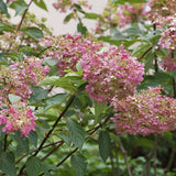 Hortensia de gradina Copac Early Sensation, cu flori roz-burgundiu - VERDENA-Tulpina de 90 cm inaltime, livrat in ghiveci de 10 l