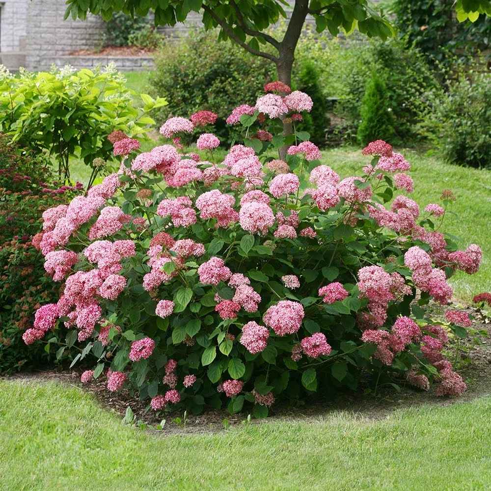 Hortensia de gradina Pink Annabelle, cu flori roz-pal - VERDENA-30-40 cm inaltime, livrat in ghiveci de 3 l