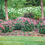 Hortensia de gradina Ruby Annabelle, cu flori rosii-rubiniu - VERDENA-40 cm inaltime, livrat in ghiveci de 3 l
