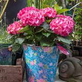 Hortensia de Gradina Schoene Bautznerin, cu flori roz-rosu deschis - VERDENA-20-30 cm inaltime, livrat in ghiveci de 3 l