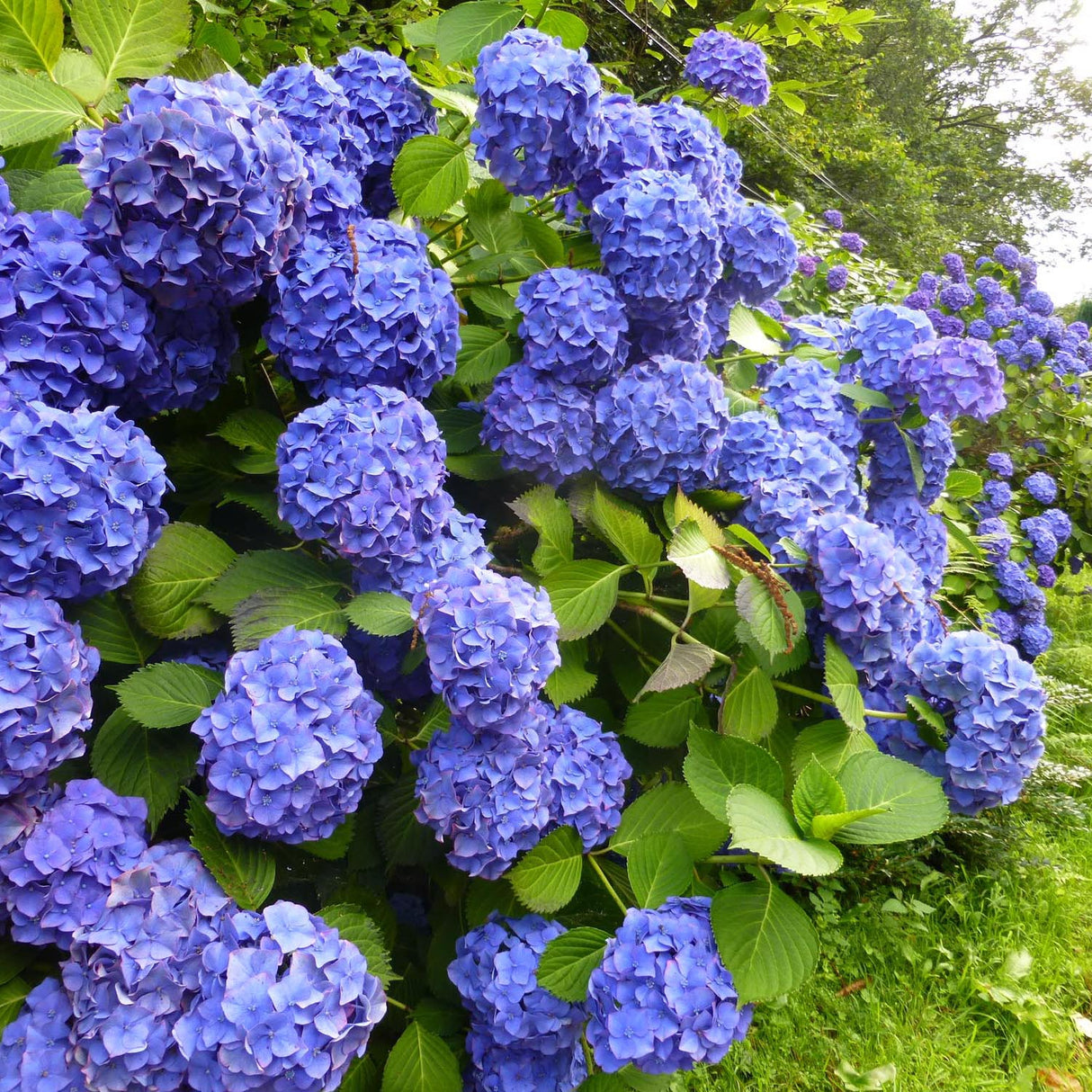 Hortensia Endless Summer albastru, 15-25 cm inaltime in ghiveci de 5L