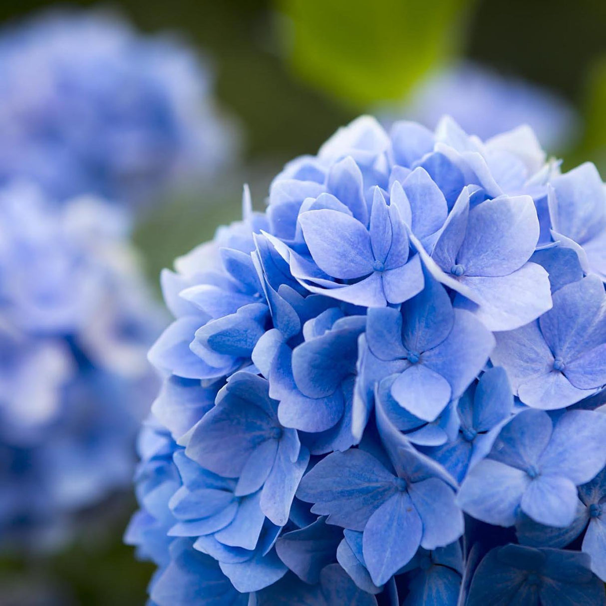 Hortensia Endless Summer albastru, 15-25 cm inaltime in ghiveci de 5L