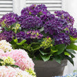 Hortensia de gradina Endless Summer Love, cu flori mov