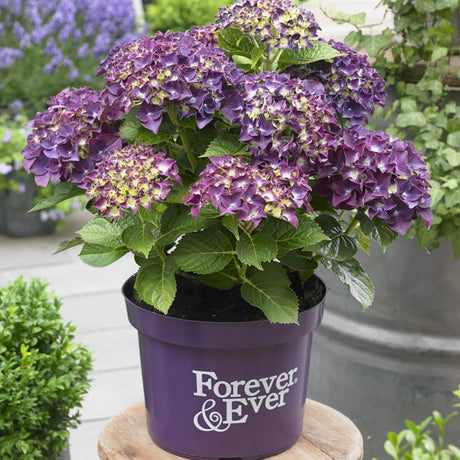 Hortensia Forever & Ever Purple, livrat in ghiveci de 5L