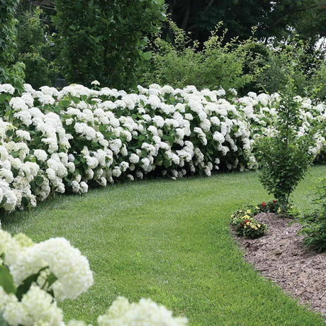 Hortensia de gradina Incrediball, cu flori albe