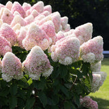 Hortensia Living Pinky Promise - Tip Copac - VERDENA-Tulpina de 40 cm inaltime, livrat in ghiveci de 5 l