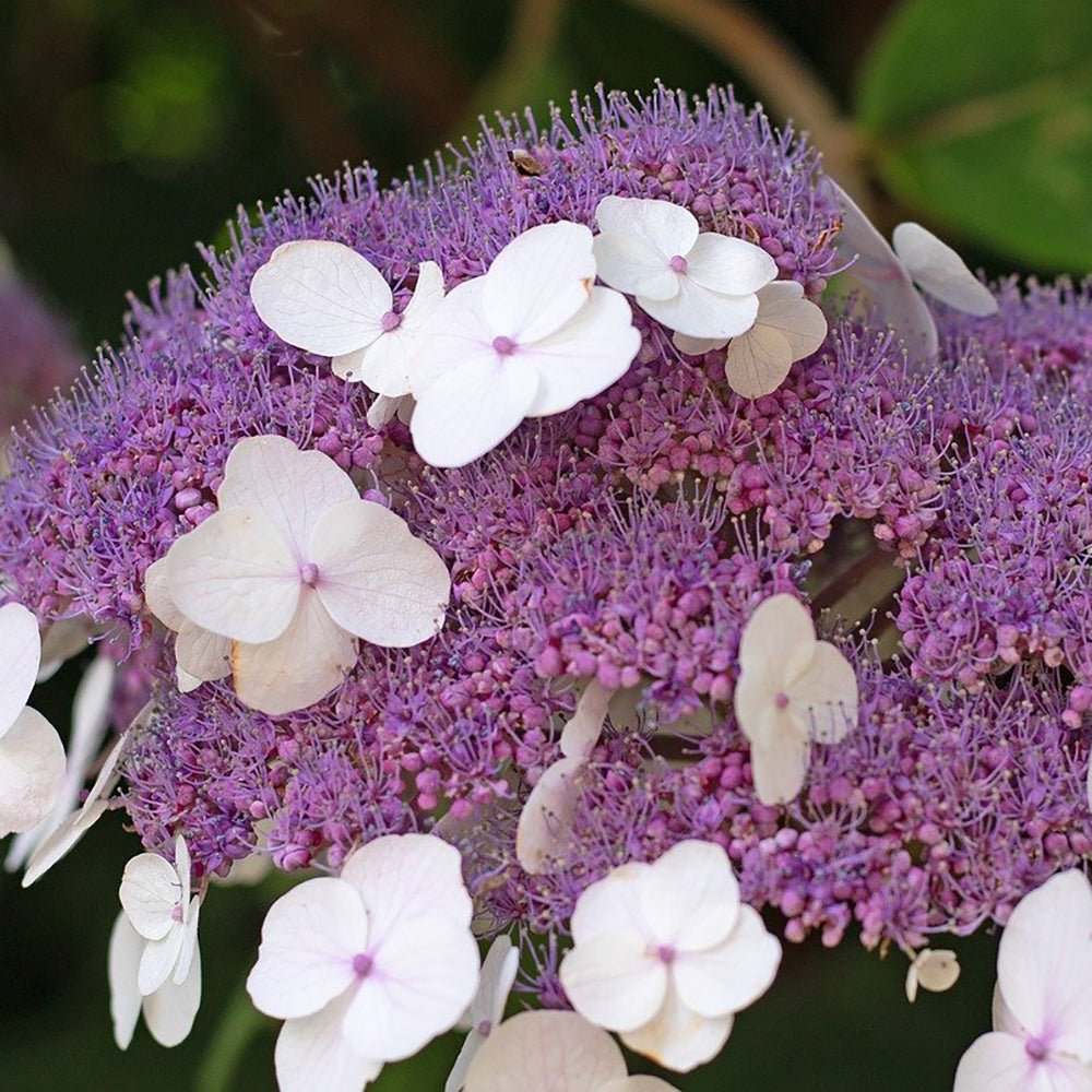 Hortensia Macrophylla