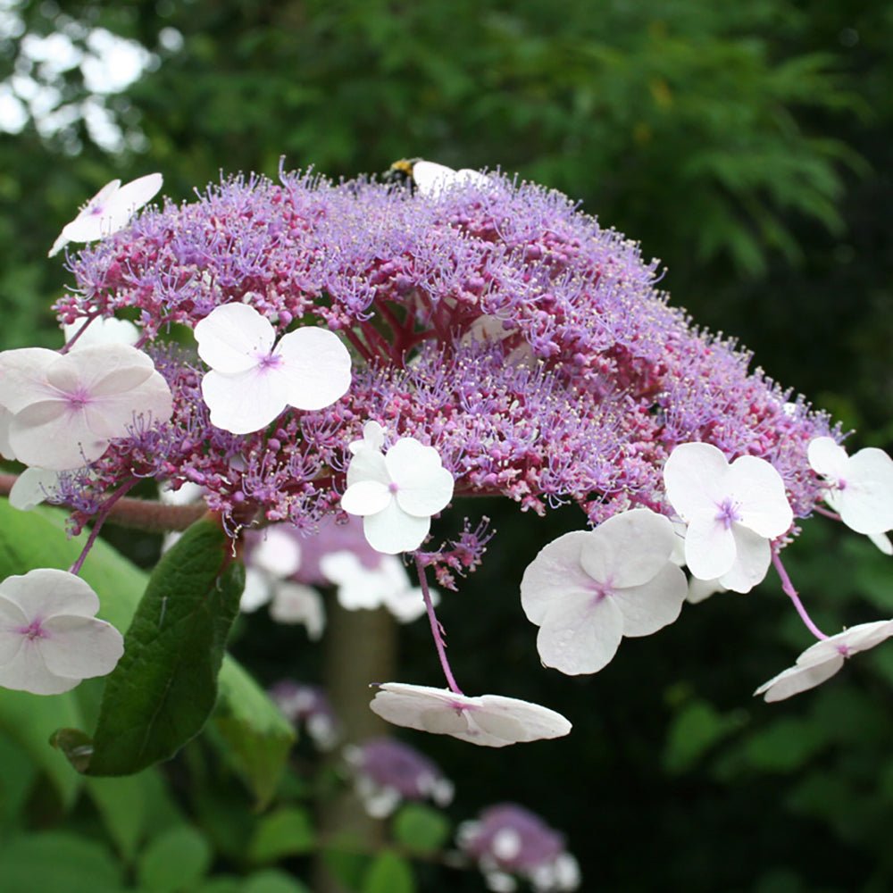 Hortensia Macrophylla