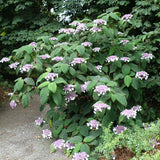 Hortensia Macrophylla