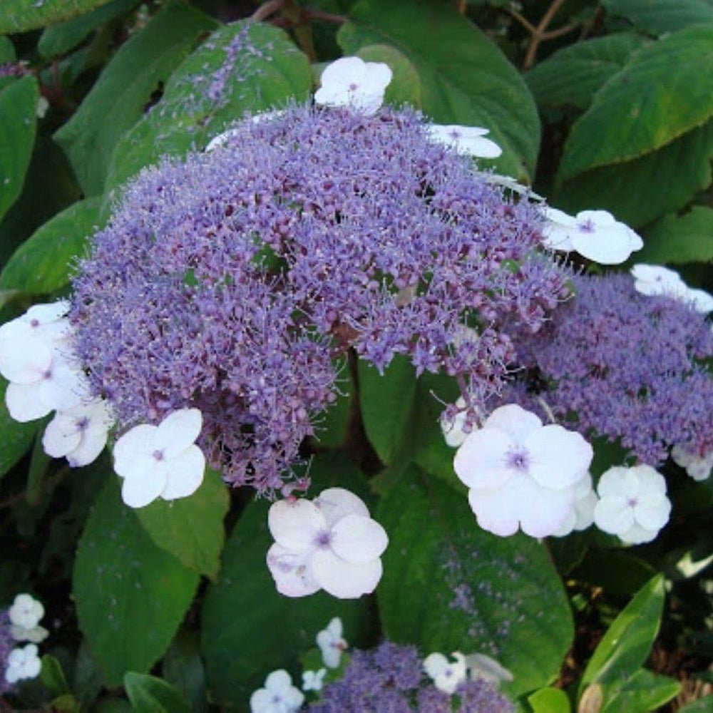 Hortensia Macrophylla