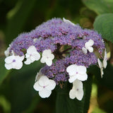 Hortensia Macrophylla