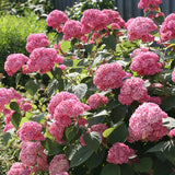 Hortensia Pink Annabelle, Default Title
