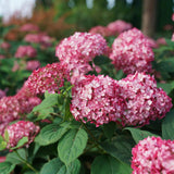 Black Friday - Reduceri Hortensia Pink Dream Promotie