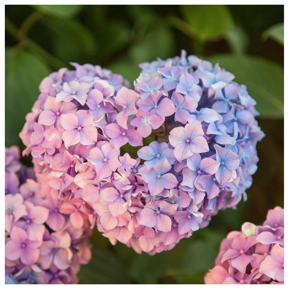 Black Friday - Reduceri Hortensia Pink Dream Promotie