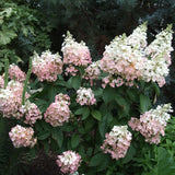 Hortensia Pink Lady, 20-30 cm inaltime, in ghiveci de 4L
