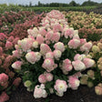 Hortensia Pinkachu - VERDENA-20-30 cm inaltime livrat in ghiveci de 10 L