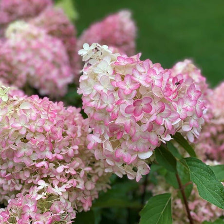 Hortensia de gradina Pinkachu, cu flori roz-pal