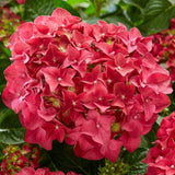 Hortensia rosu King's Red - Tip Copac - VERDENA-Tulpina de 70 cm inaltime, livrat in ghiveci de 10 l