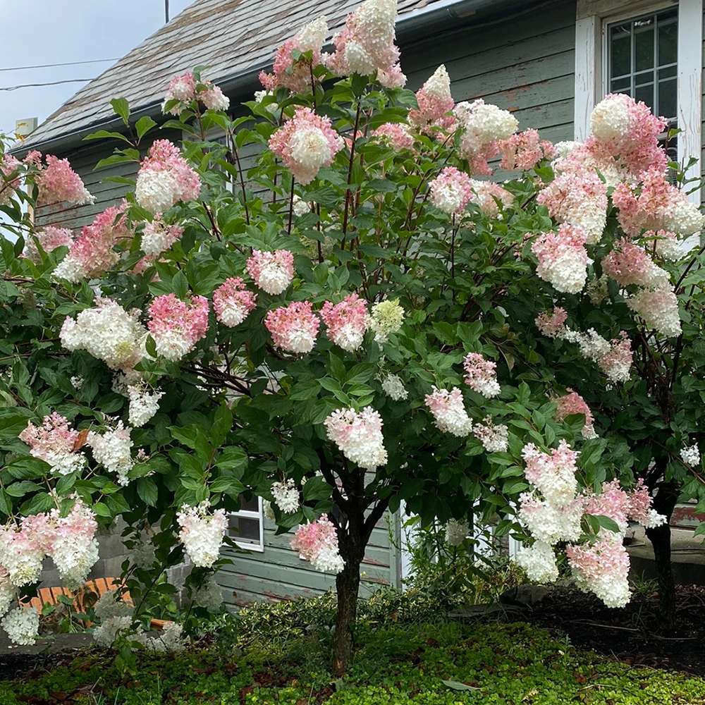 Hortensia roz-alb Living Summer Love Now - Tip Copac - VERDENA-Tulpina de 40 cm inaltime, livrat in ghiveci de 5 l
