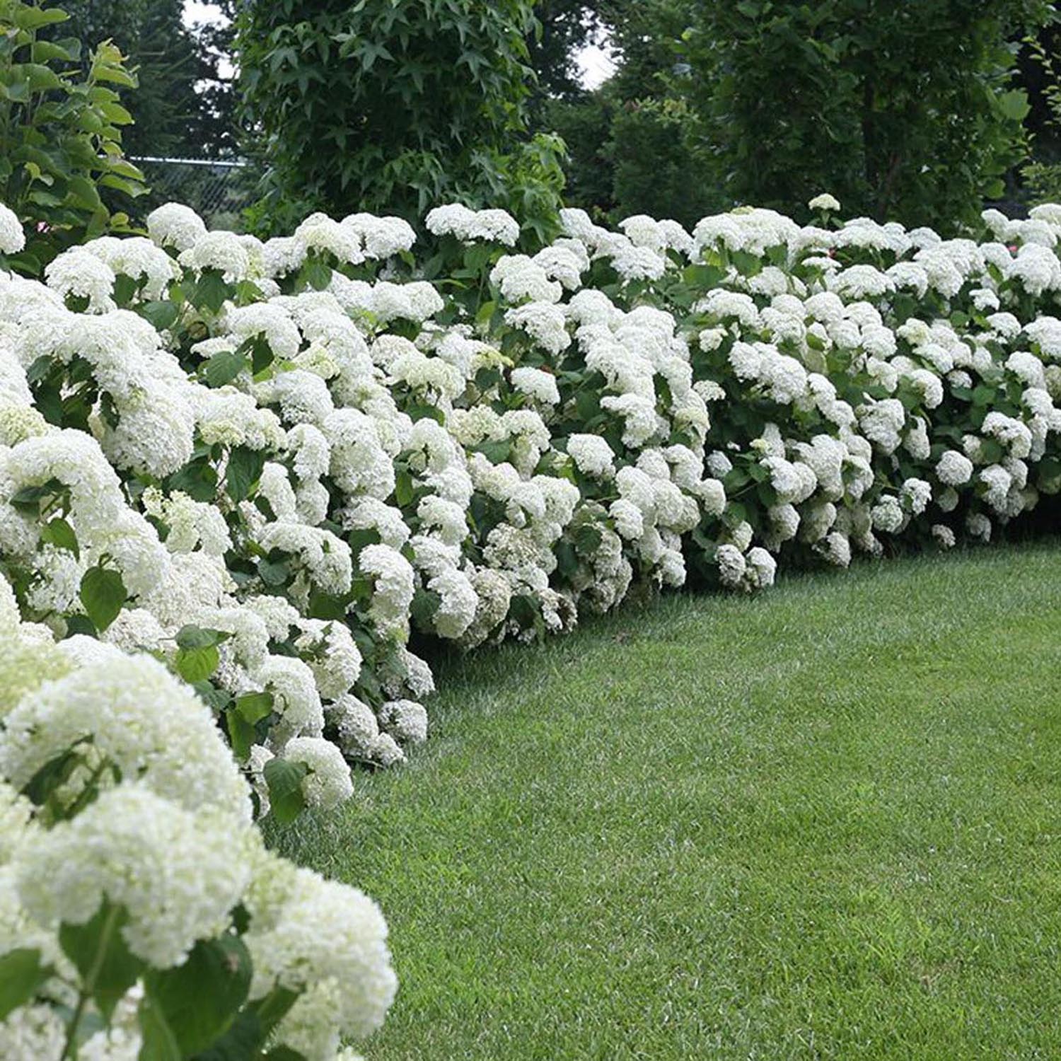 Hortensia Strong Annabelle, livrat in ghiveci de 5 L