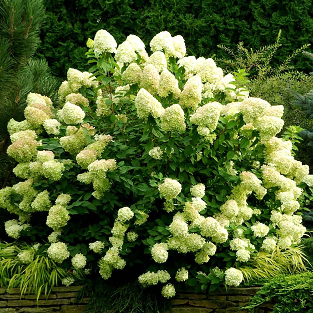 Hortensia Strong Annabelle - VERDENA-25-30 cm cm inaltime livrat in ghiveci de 3 L