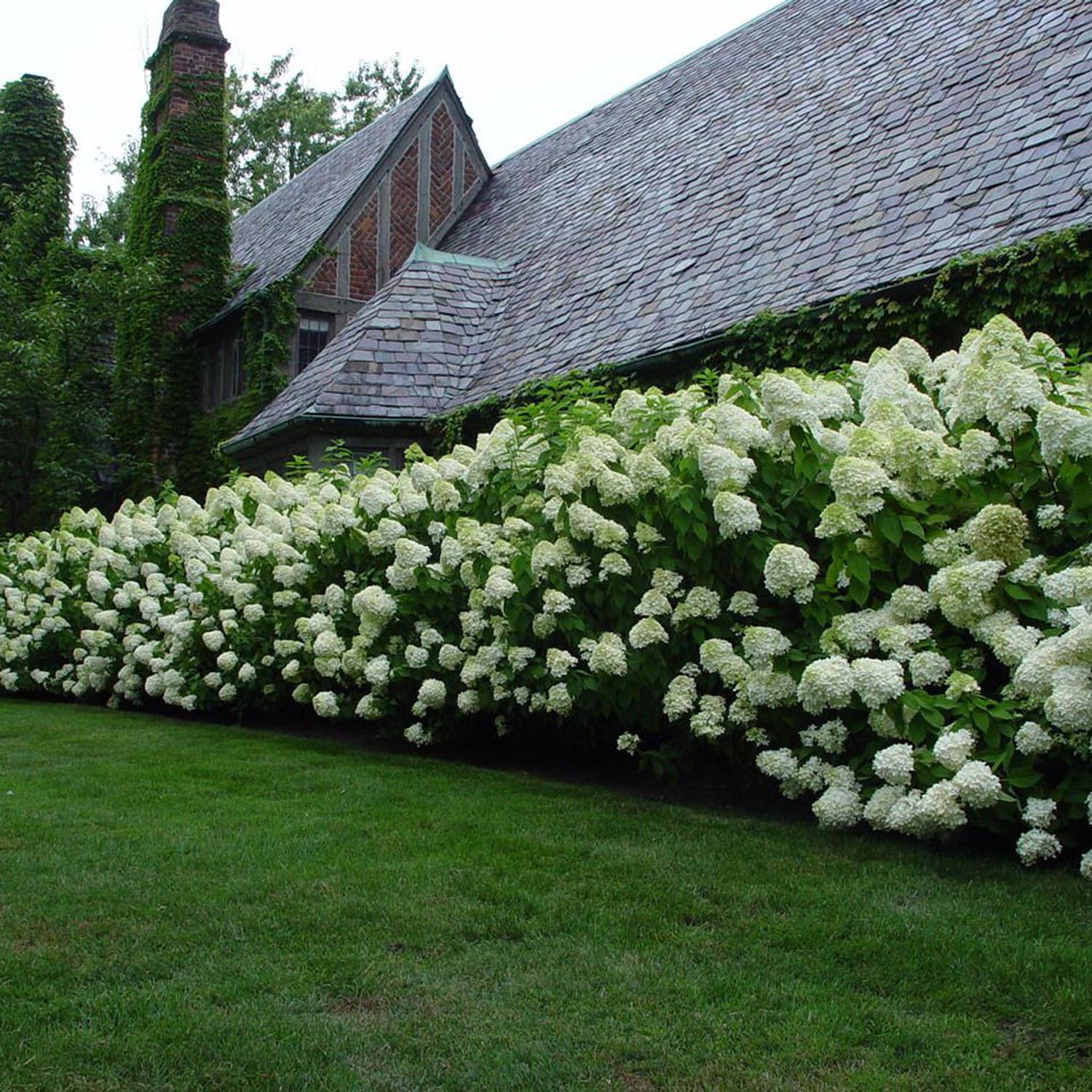 Hortensia Strong Annabelle, livrat in ghiveci de 5 L