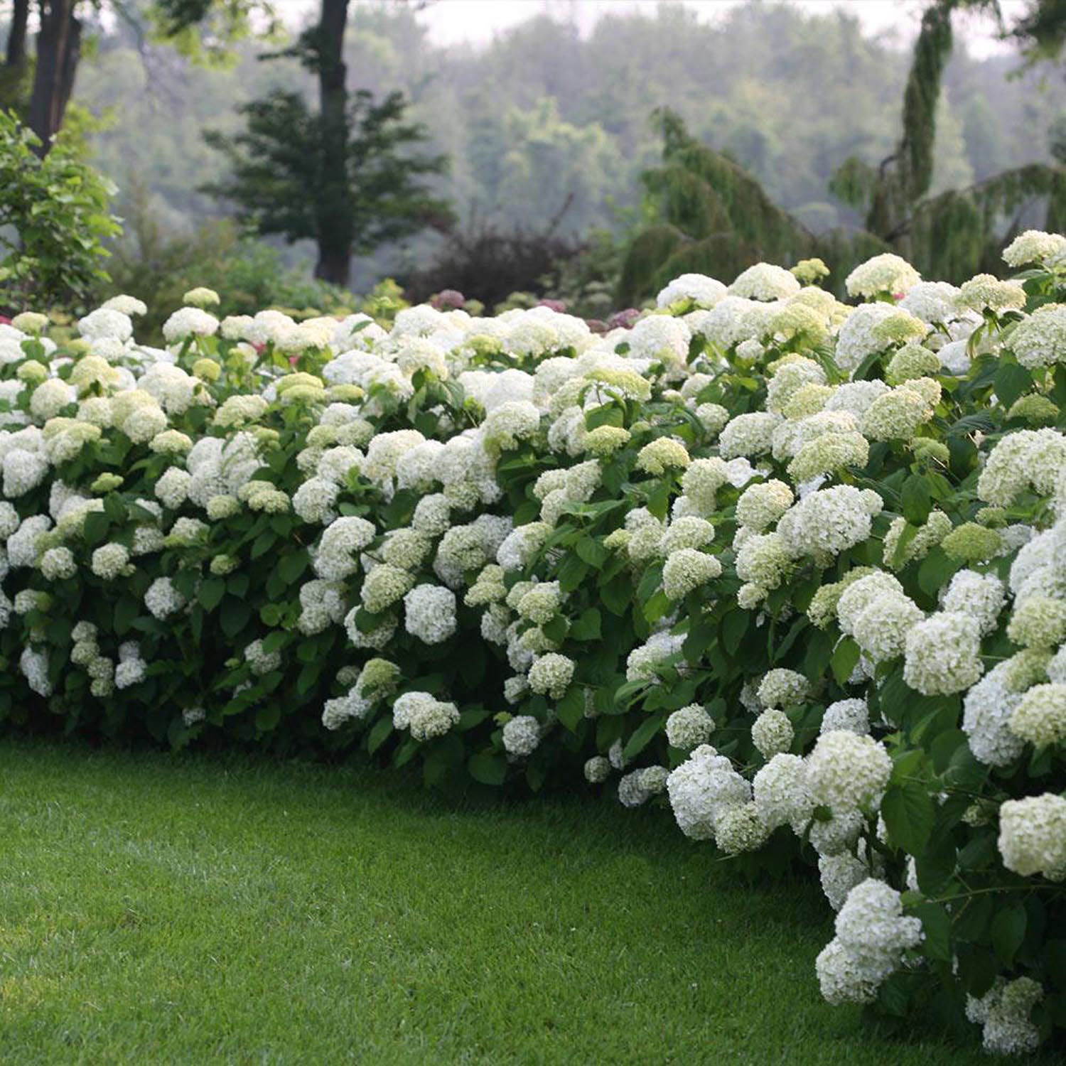 Hortensia Strong Annabelle, livrat in ghiveci de 5 L