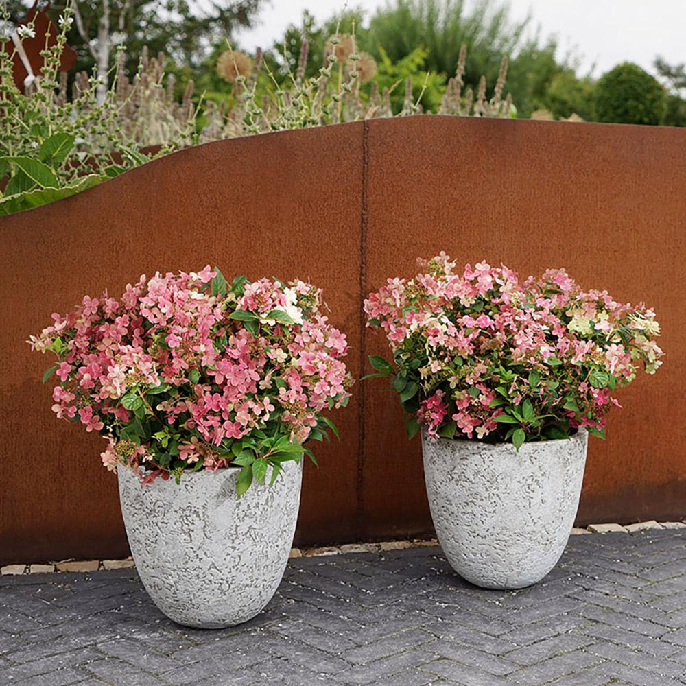 Hortensia Switch, livrat in ghiveci de 6 L